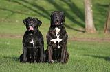 CANE CORSO 1355